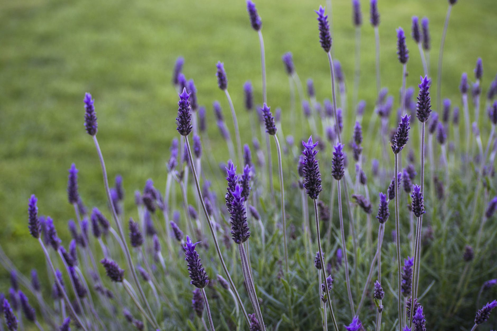 purple flower in green grass field
